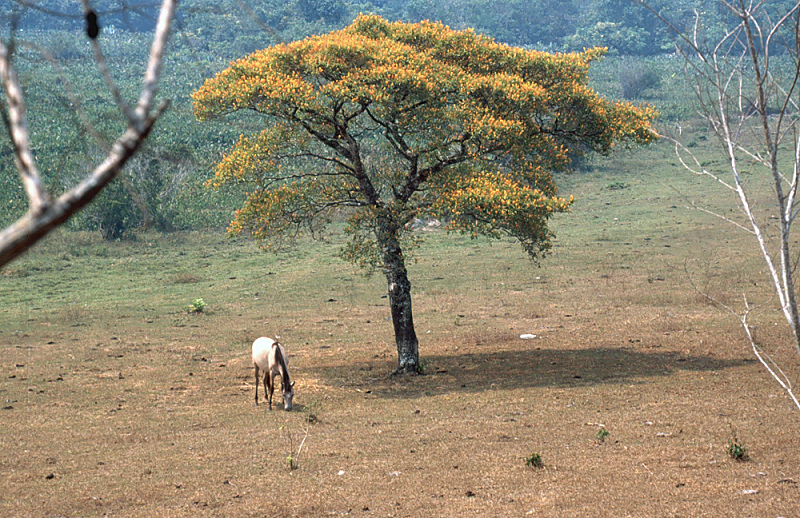 60_Landschap met paard, Chiapas.jpg
